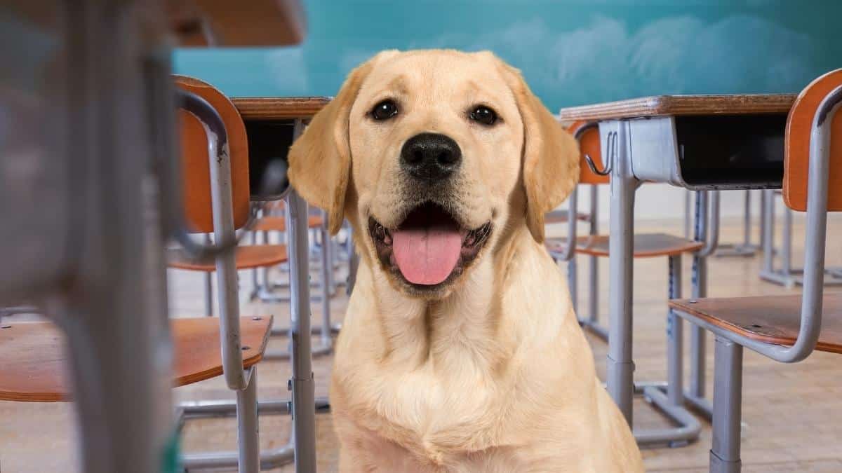 Un labrador in classe: migliorano relazioni e apprendimento